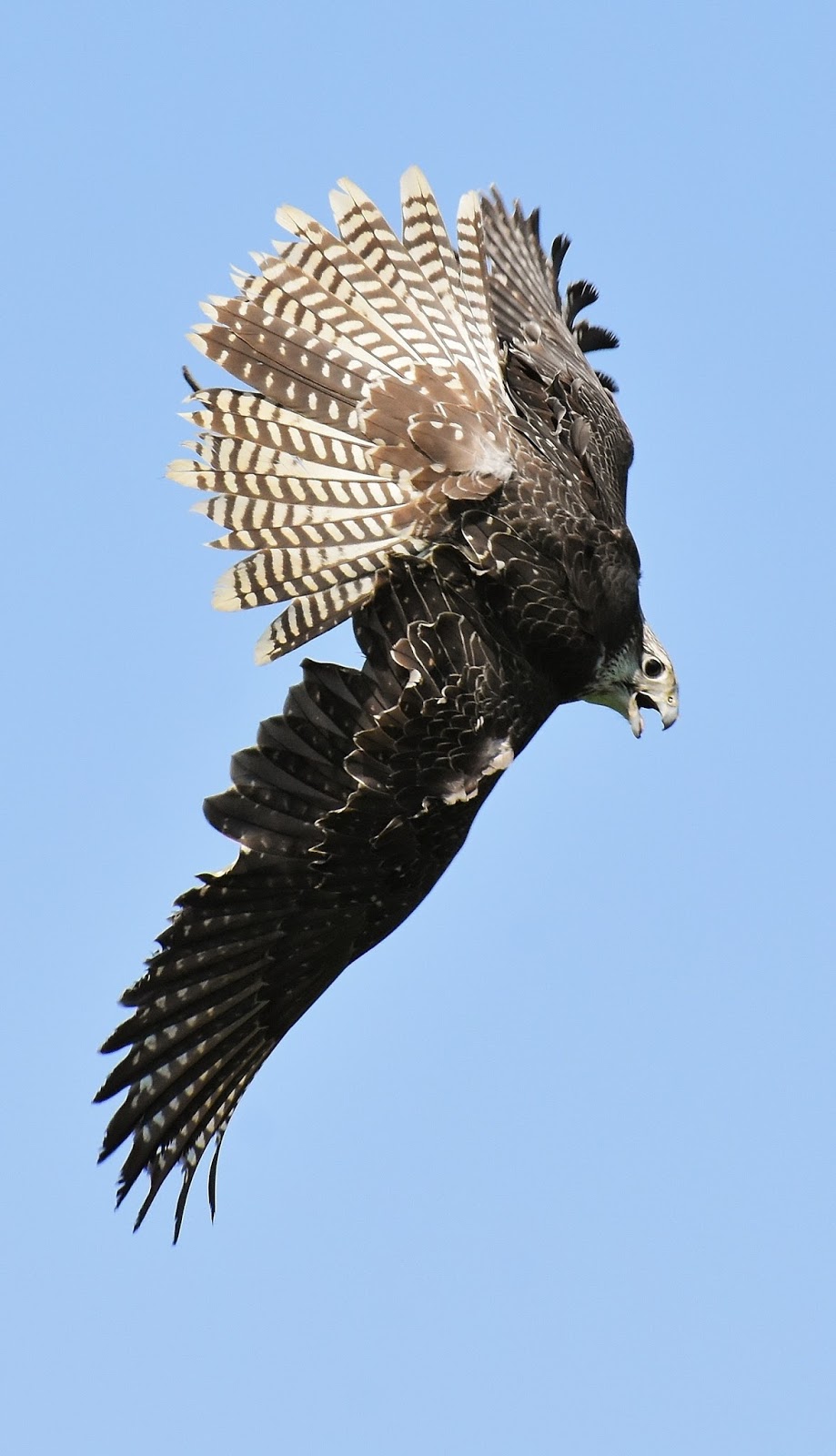 Amazing capture of a falcon in flight.