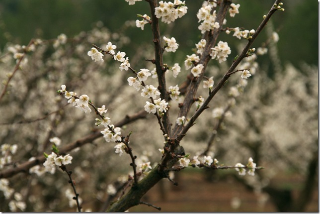 almondblossom