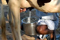 Cow's milk protects against HIV (MY WAY)