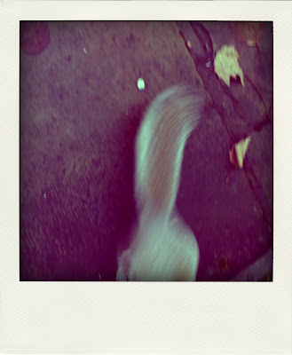 scooting squirrel