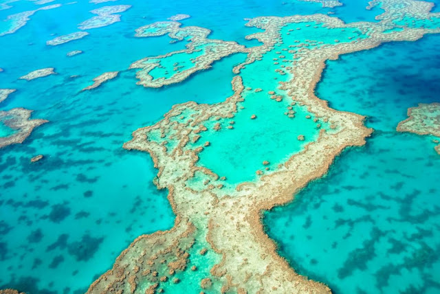 MUNDO: La Gran Barrera de Coral ha perdido la mitad de sus corales.
