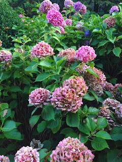 Abbazia di chimay fiori