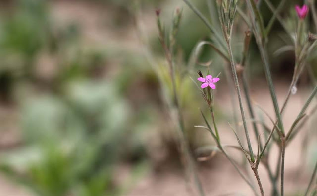 Deptford Pink Flowers Pictures