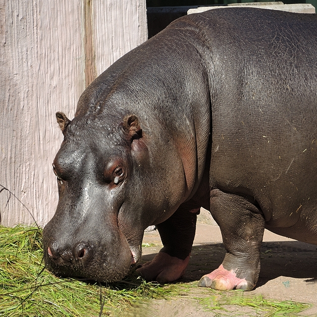 zoo van antwerpen