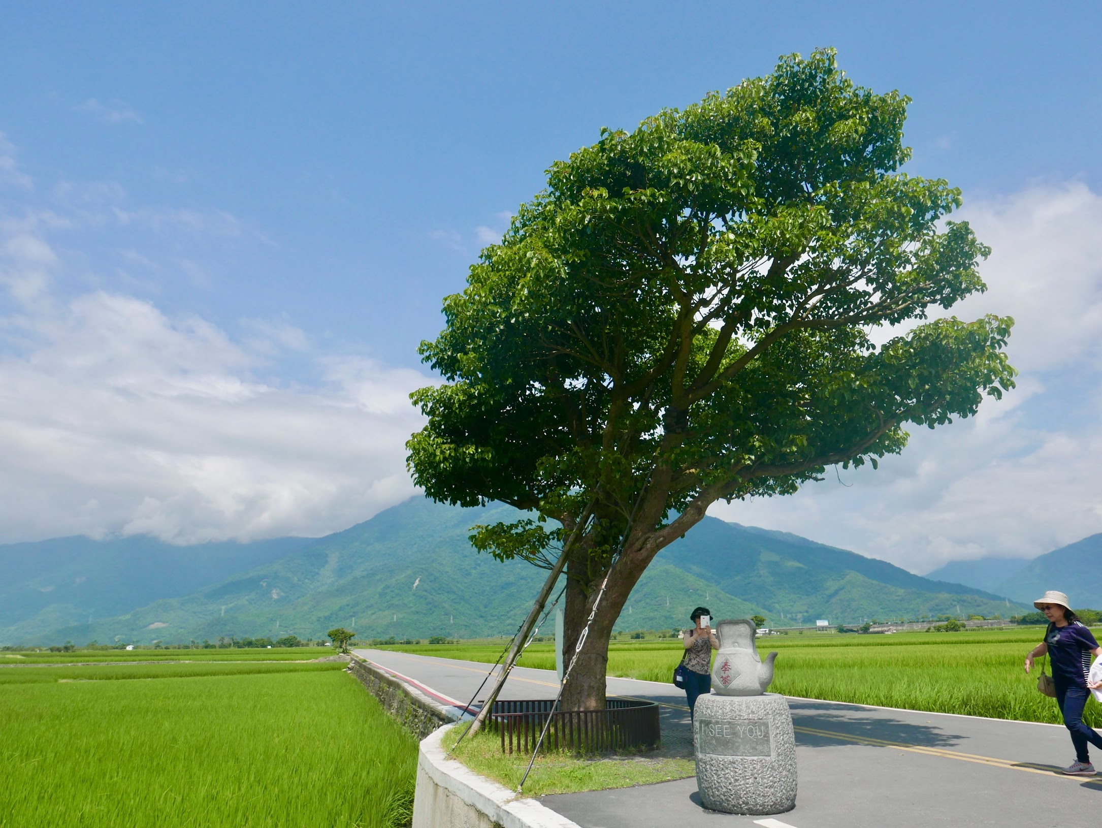 台東縣池上鄉 伯朗大道-金城武樹