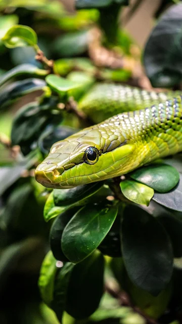 Green Snake, Reptile, Nature