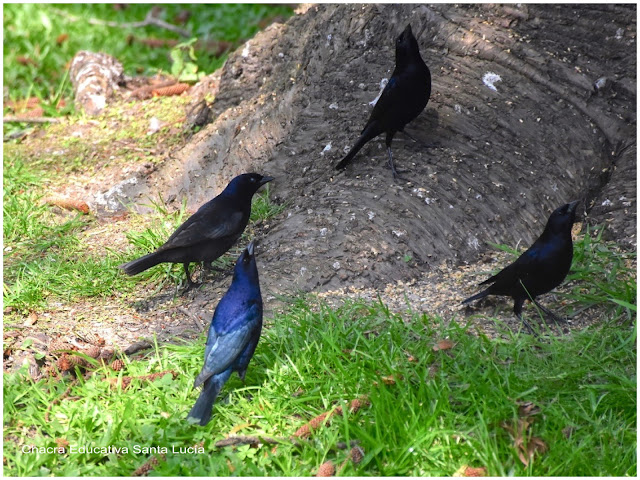 Tordos comiendo semillas en el jardín - Chacra Educativa Santa Lucía