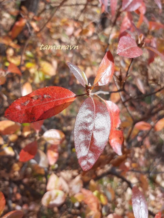 Рододендрон остроконечный (Rhododendron mucronulatum)