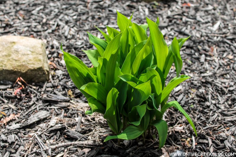 Peony leaves | On The Creek Blog