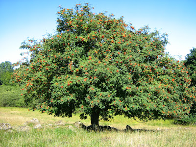 serbal silvestre Sorbus aucuparia