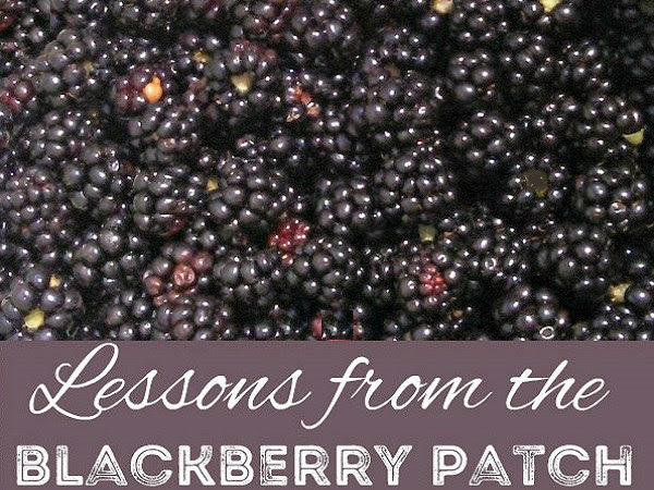 Lessons from the Blackberry Patch