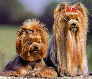 yorkshire terrier puppy yorkie dog animal pets