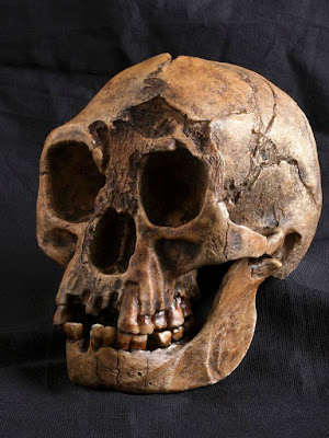 hobbit skull