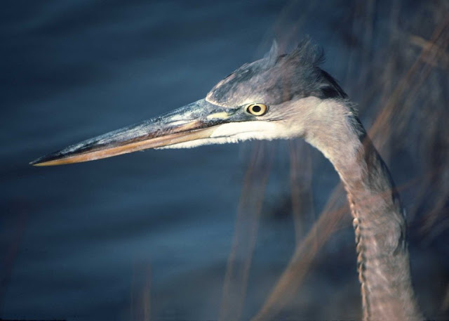 Great Blue Heron Facts