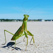 Killing Praying Mantises Is Illegal