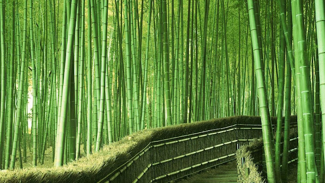 bamboo, beautiful, forest, japan, natural, 