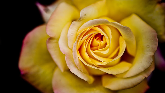 Yellow Rose HD Wallpaper