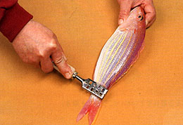 fish scale remover