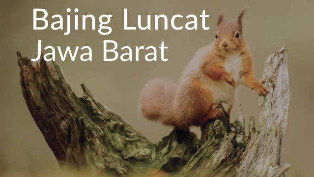 Lirik Lagu Bajing Luncat dan Terjemahannya (Jawa Barat)