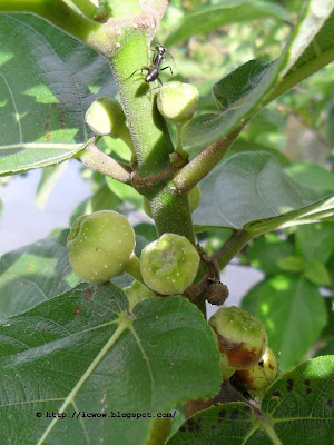 Cluster fig, Ficus hispida