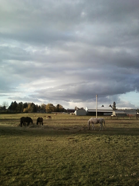 Field horses eating again!