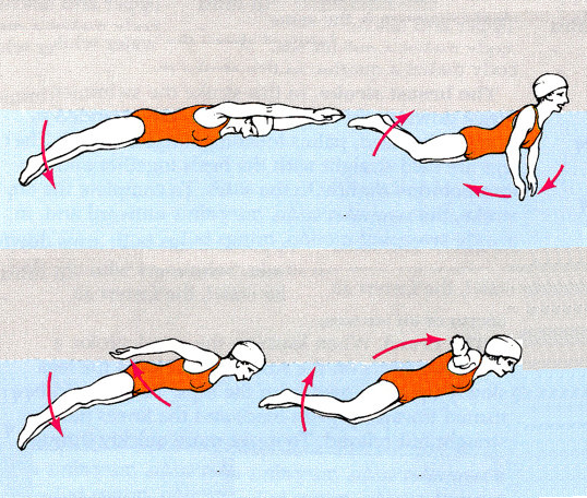Teknik Renang Gaya Kupu Kupu Lengkap Beserta Gambarnya 