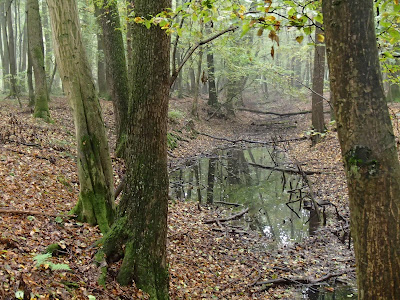 Puszcza Niepołomicka, rezerwat Lipówka, grzyby 2016, grzyby w październiku, grzyby nadrzewne, grzybówki, Mycena, czernidłaki, Coprinus, ziarnówka