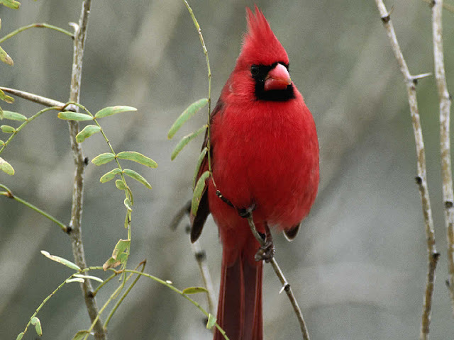 Cardinals The Bird Information