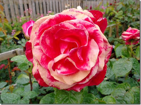Rosa Silver Jubilee1