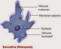  Hewan  Bersel  Satu Protozoa 