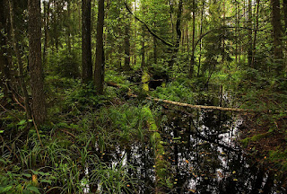 Puszcza Białowieska