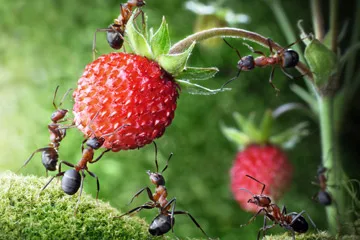 karıncalar-nasıl-beslenir