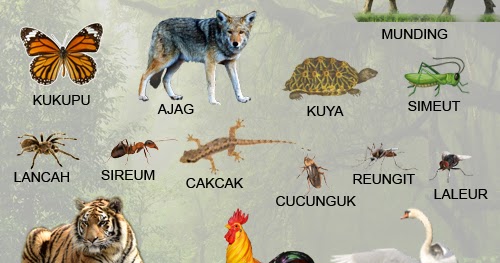 Gambar Hewan  Dan Namanya Bahasa  Indonesia Gambar Hewan 