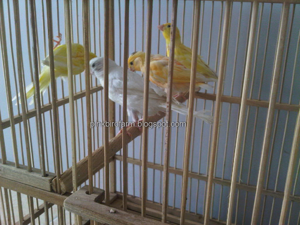 KENARI ANAKAN KUNING  PINK BIRD FARM