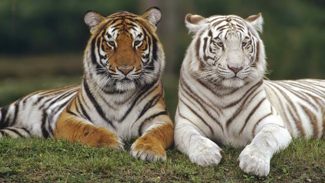 tiger animal photo hd, tiger animal image, tiger animal picture, tiger animal background, tiger animal desktop pc wallpaper, tiger animal high quality wallpaper