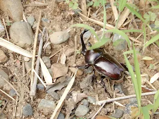 等々力渓谷で見つけたカブトムシ