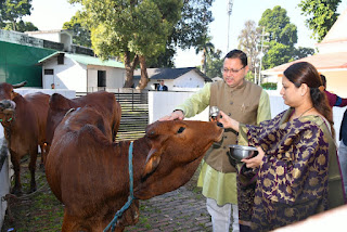 CM shaamil and wife geeta dhaani worshipped cow