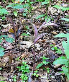 Violet helleborine, Epipactus purpurata, not yet in flower.. High Elms Country Park, 9 June 2011.  Orchid walk led by Terry Jones of Bromley Countryside Services.