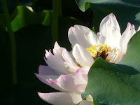 蜂が蜜を吸いにとまった！