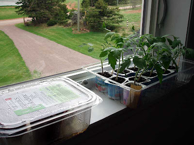 Here you can see some of recycled planters, yoghurt tubs and slald boxes.