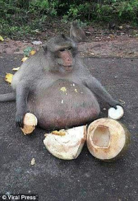 Overweight Thai monkey checked into boot camp to get treatment for obesity