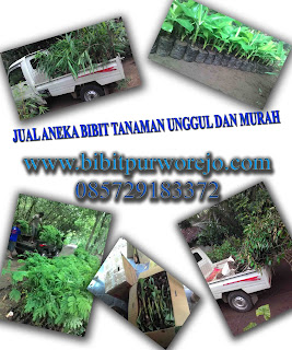 bibit pinus, tanaman pinus, jenis tanaman pinus, jual bibit pinus, jual bibit tanaman pinus, jenis pinus merkusi, bibit pinus merkusi, jual bibit pinus merkusi, jual bibit pinus unggul di purworejo, jual bibit pinus  jawa tengah, jual tanaman pinus, jual bibit pinus unggul, jual bibit pinus super, jual bibit pinus berbagai ukuran,bibit pinus purworejo, bibit pinus purwokerto, bibit pinus jawa tengah, bibit pinus jawa, bibit pinus murah, bibit pinus unggul,