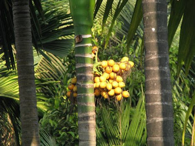 Betel Nut Tree Image