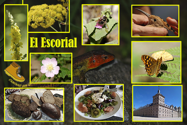 CAMINAR SIN GLUTEN: Naturaleza, mariposas, flores y gastronomía sin gluten  gracias a Celicidad en Las Viandas y Massa Mater, en la zona de El Escorial  (Madrid) #propinadigital