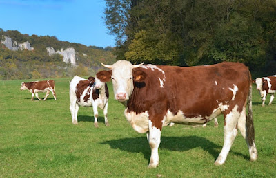 Sapi