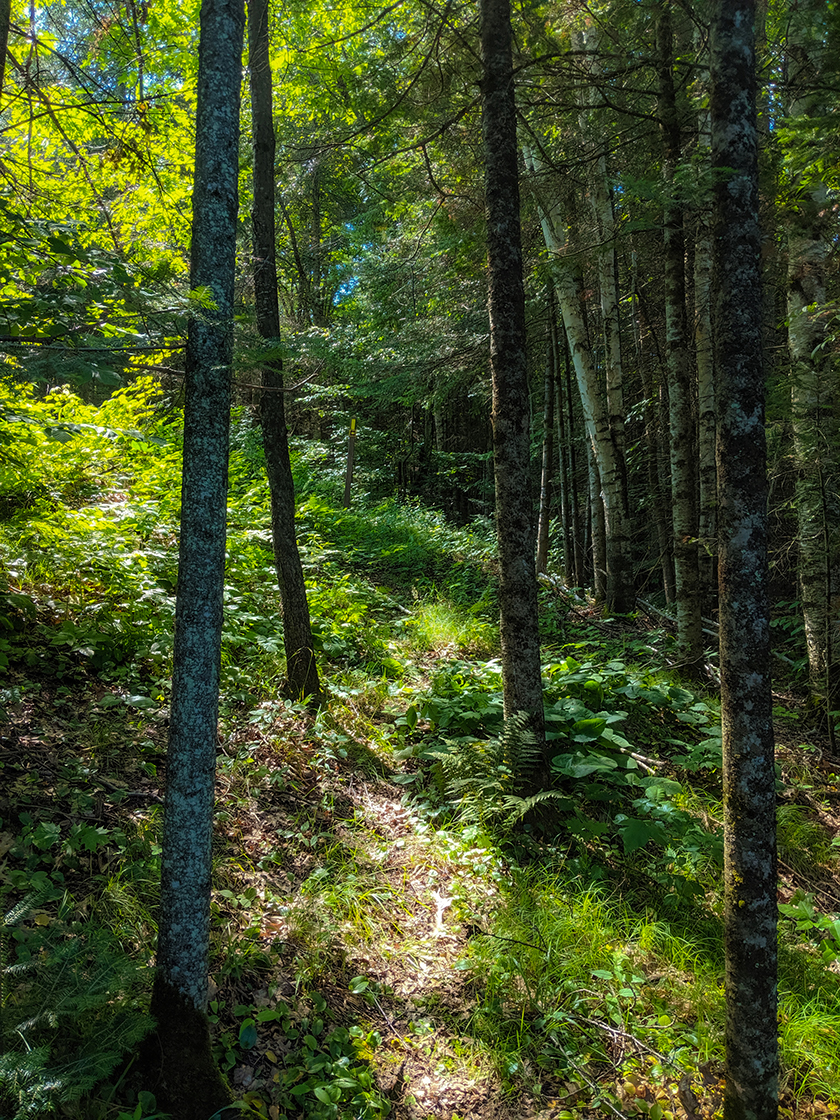 Ice Age Trail Rib Lake Segment