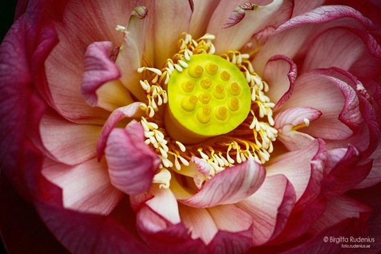 macro_20110914_blom