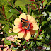 Red Admiral? No Actually It's a Tortoiseshell