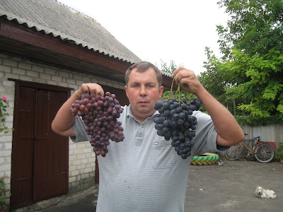 Страшенський і Шоколадний прайс винограду на осінь 2020