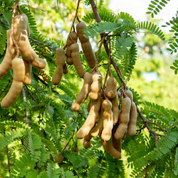 Bibit Buah Buahan Asam Jawa Unggulan Jambi